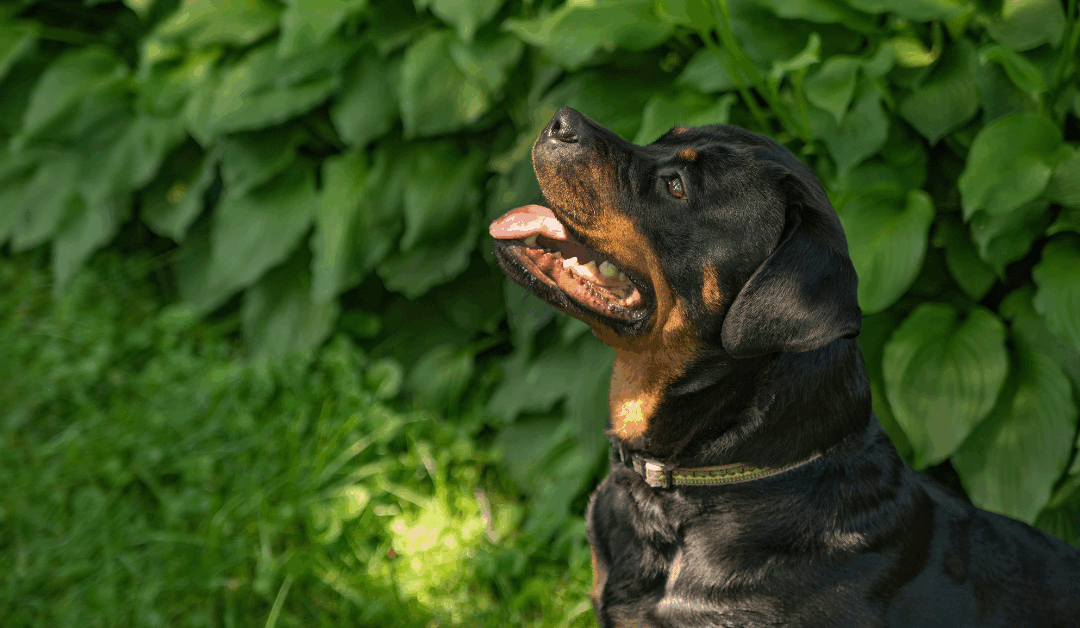 Dog Training in Leesburg, VA: Building Confidence & Communication with Your Pup