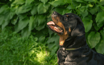 Dog Training in Leesburg, VA: Building Confidence & Communication with Your Pup