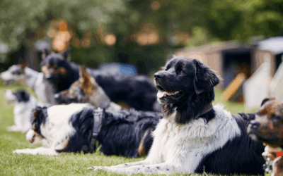 Dog Training in Fairfax, VA: Strengthen Obedience and Trust with Ruff House Dog Training Experts