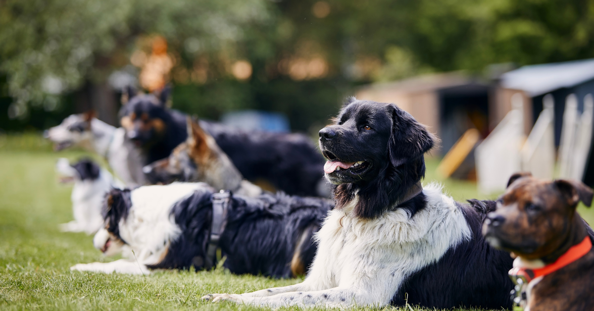 dog training in fairfax