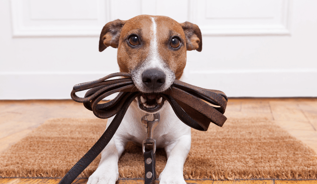 Dog Training in Manassas, VA: How Ruff House Dog Training Turns Walks into Wins
