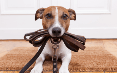 Dog Training in Manassas, VA: How Ruff House Dog Training Turns Walks into Wins