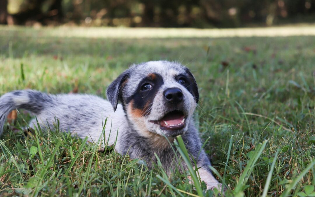 Why Dog Parks in Alexandria VA are the Best Place for Your Furry Bestie