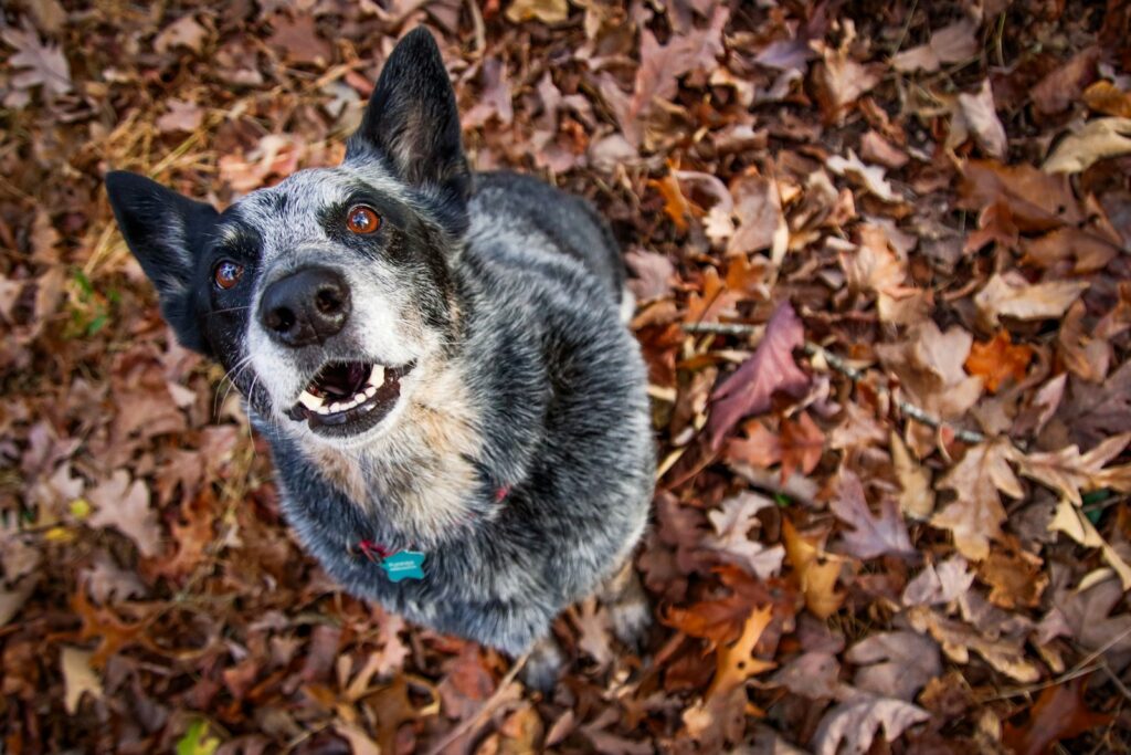 a black and white dog standing on top of a pile of leaves
