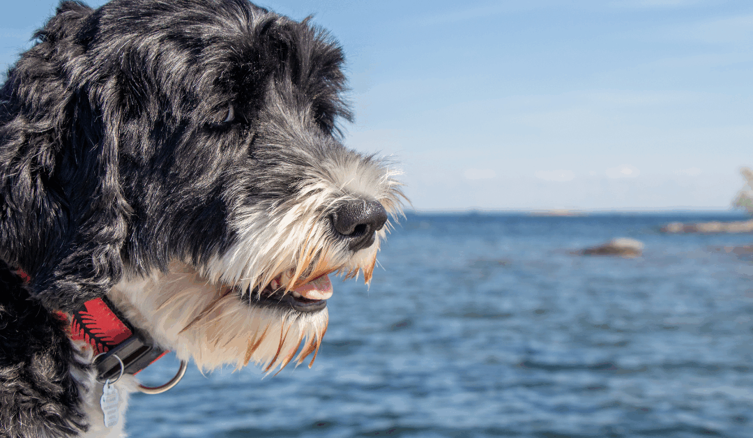 Portuguese Water Dog Training in Northern Virginia: Tips from Ruff House Experts