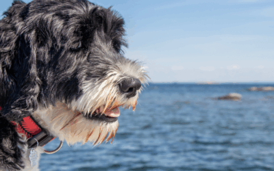 Portuguese Water Dog Training in Northern Virginia: Tips from Ruff House Experts