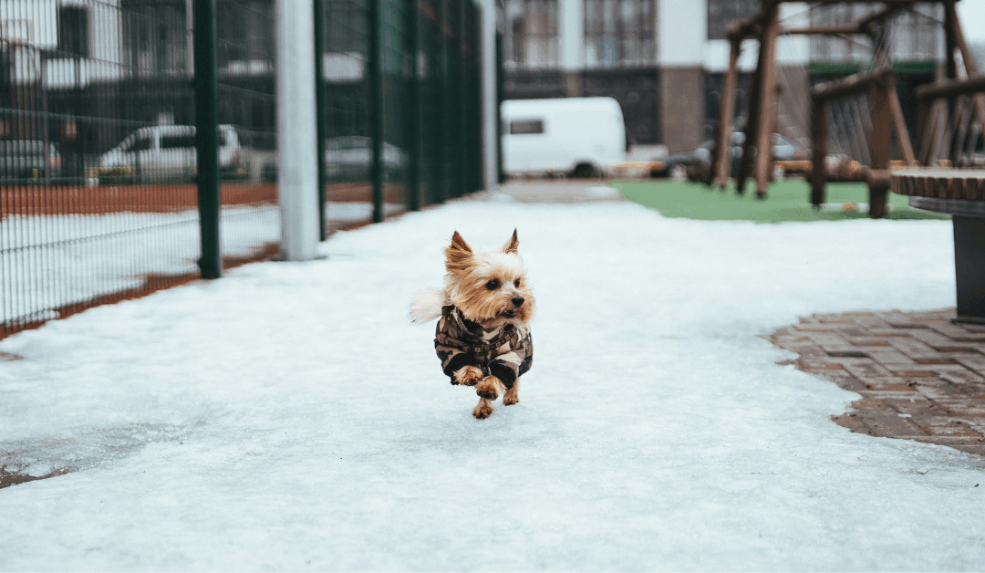 Small Dog Breed Training in Northern Virginia: Small Dog Breeds, Big Personality, Local Solutions