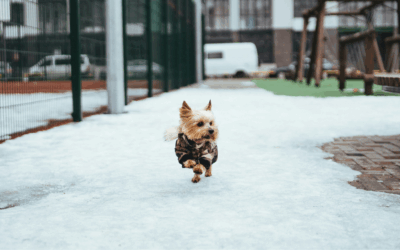 Small Dog Breed Training in Northern Virginia: Small Dog Breeds, Big Personality, Local Solutions