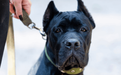 Virginia Dog Obedience Training That Delivers Real Results for Every Breed