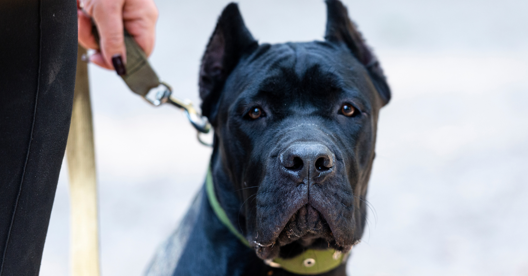 dog obedience training