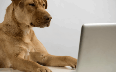 Washington DC Dog Obedience Training: A Complete Guide for First-Time Dog Owners