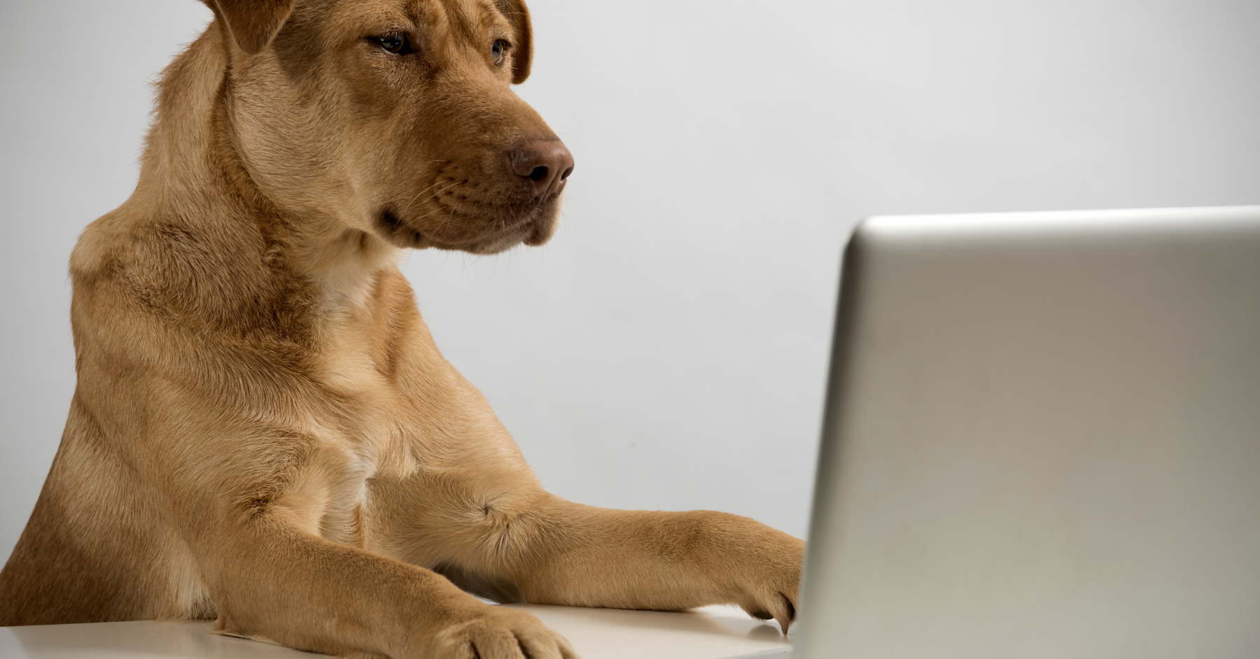 dog obedience training