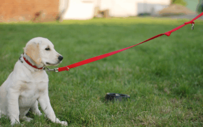 Dog Obedience Training in Washington DC: How We Build Confident, Well-Behaved Dogs