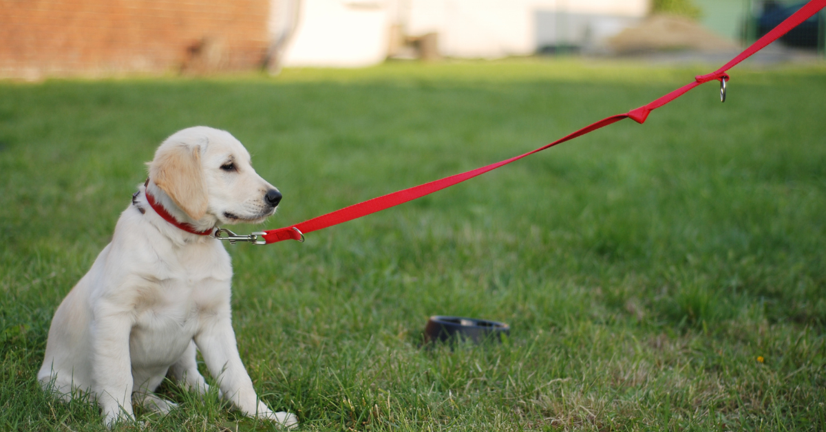 dog obedience training