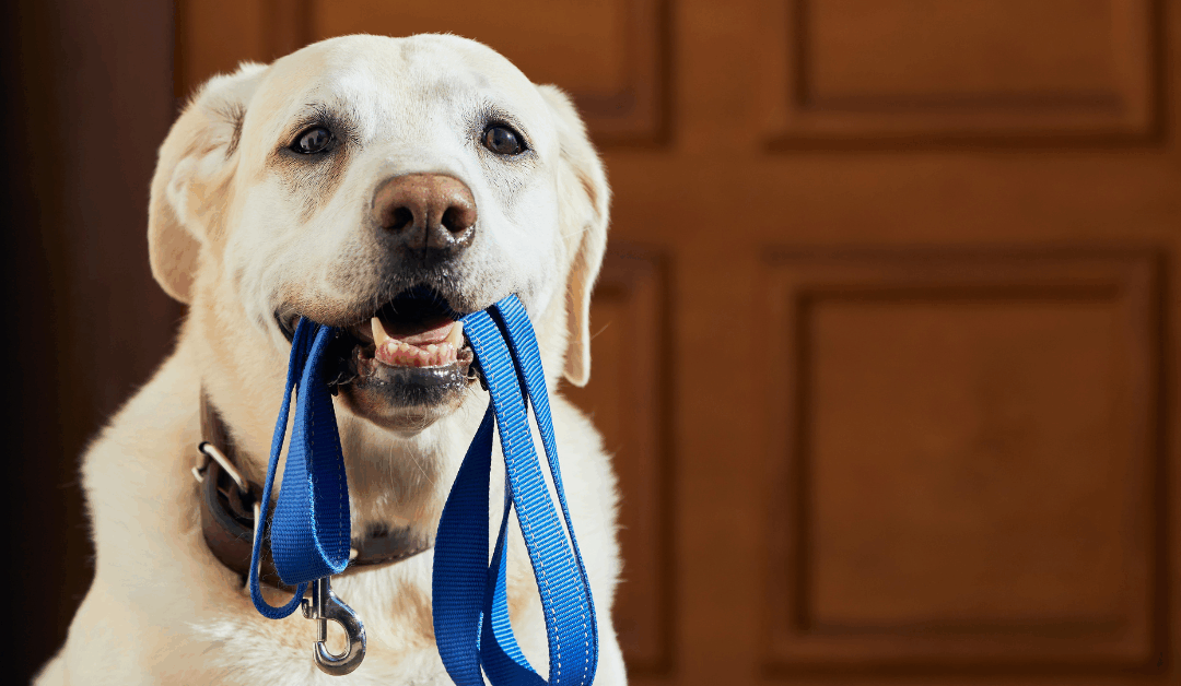 From Chaos to Calm: Real Results from Dog Obedience Training in the DMV with Ruff HDT