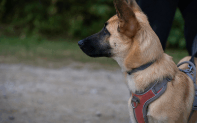 The Best Dog Obedience Training Near Washington DC for Reactive and High-Energy Dogs