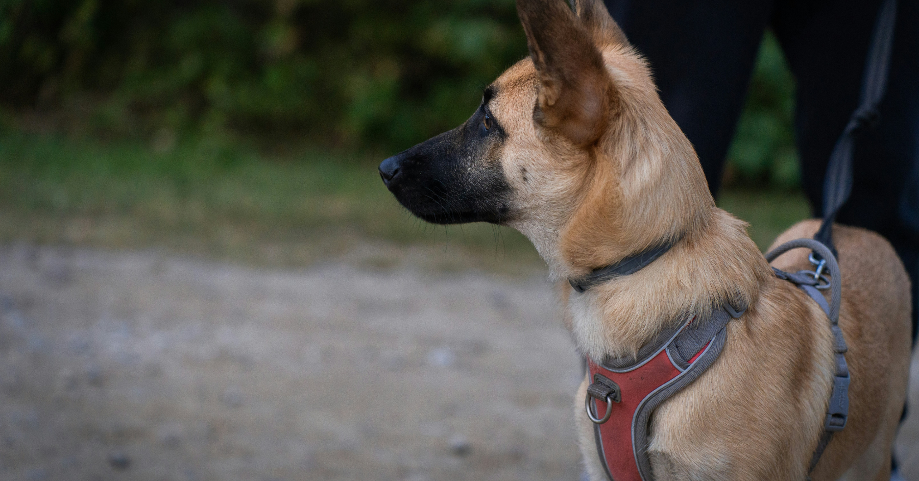 dog obedience training