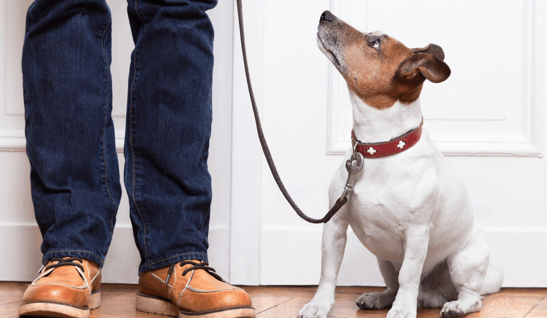 Maryland Dog Obedience Training for Families Who Want a Calm, Reliable Dog