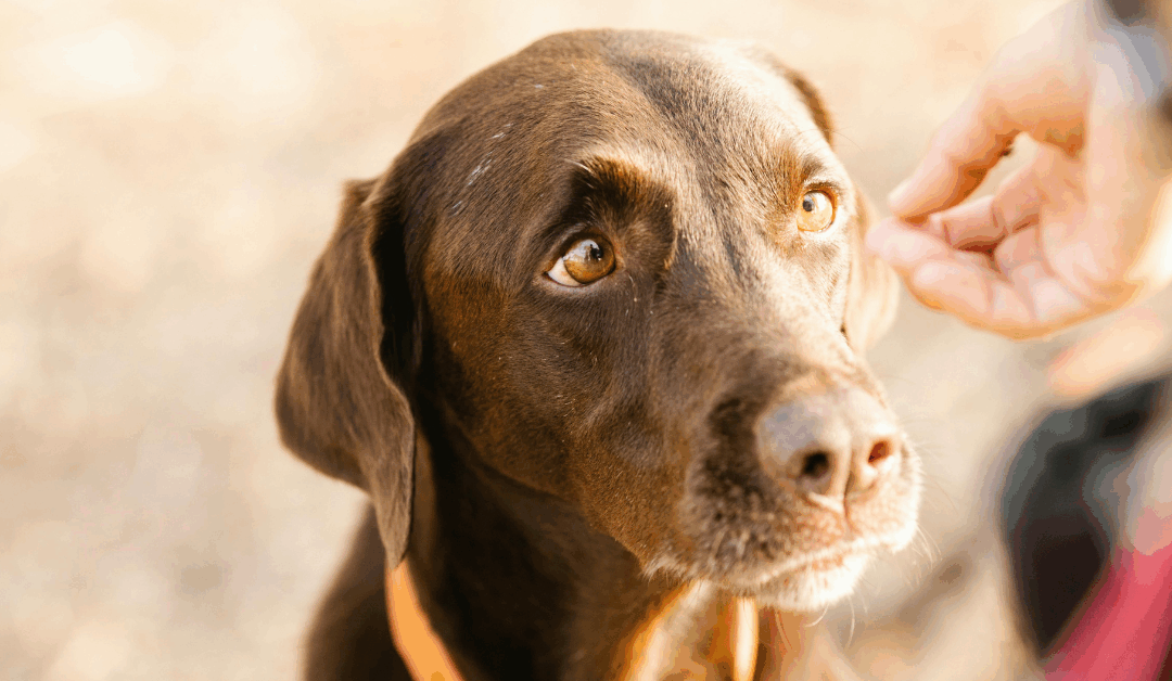 How Professional Dog Obedience Training in the DC Metro Area Improves Everyday Life