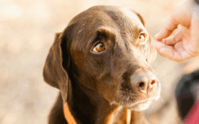 How Professional Dog Obedience Training in the DC Metro Area Improves Everyday Life