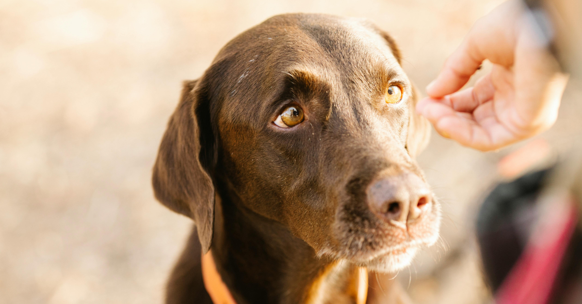 Dog Obedience Training