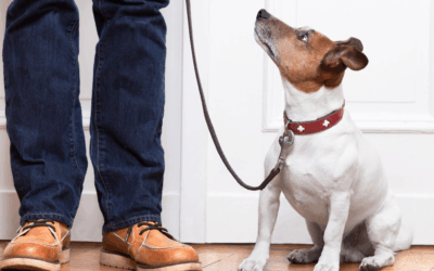 Maryland Dog Obedience Training for Families Who Want a Calm, Reliable Dog