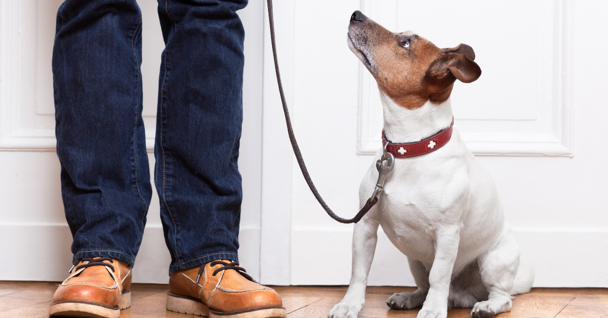 dog obedience training