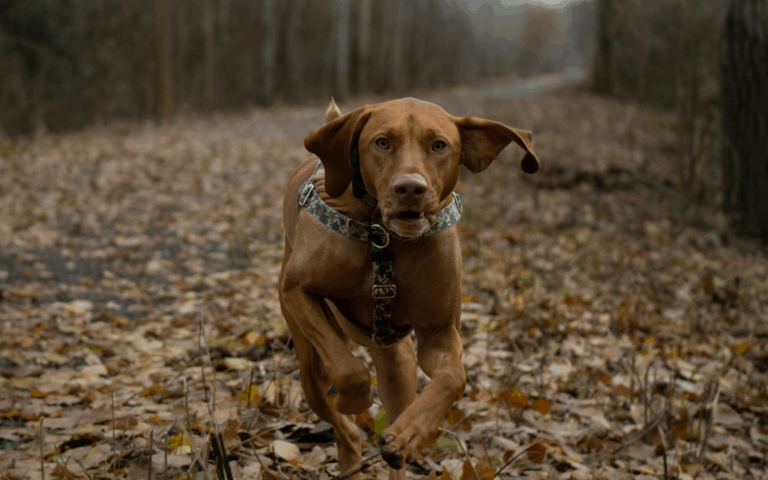 Dog Obedience Training in Virginia and Maryland for Puppies, Adults, and Rescue Dogs