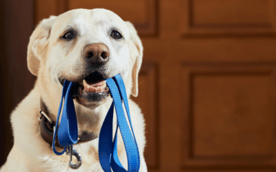 From Chaos to Calm: Real Results from Dog Obedience Training in the DMV with Ruff HDT