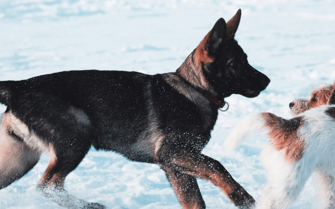 Aggressive Dog Behavior in Northern Virginia: What It Means and When to Get Help