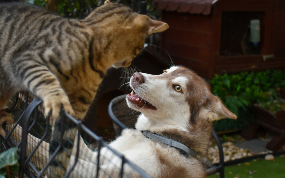 Aggressive Dog Training in Northern Virginia: How Structure Changes Behavior