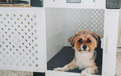 Puppy Care in Northern Virginia: Building Structure Before Bad Habits Start