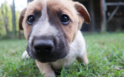 Caring for a Puppy in Northern Virginia: What New Owners Often Get Wrong