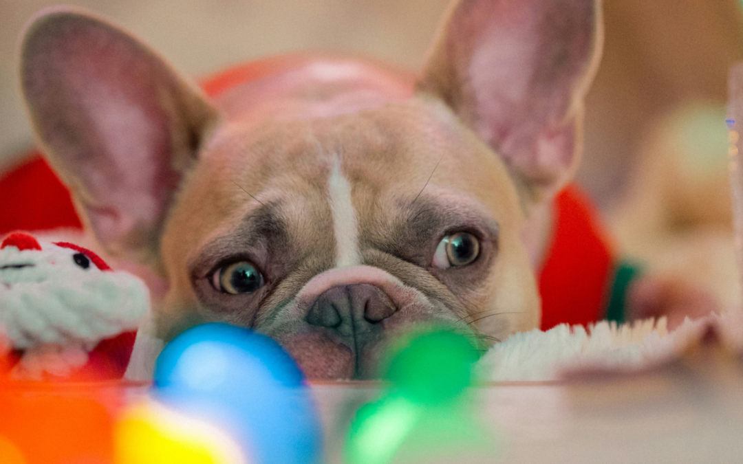 Got a Christmas Puppy? Why Now Is the Best Time to Start Training