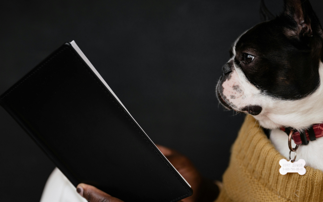 Dog Behaviorist vs Dog Trainer in Northern Virginia: Which Does Your Dog Need?