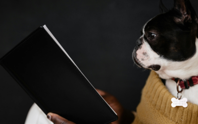 Dog Behaviorist vs Dog Trainer in Northern Virginia: Which Does Your Dog Need?