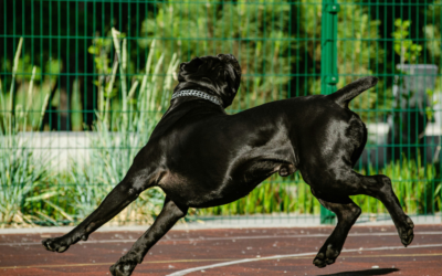 How Much Is Dog Training in Northern Virginia? Real Costs and What Affects Pricing