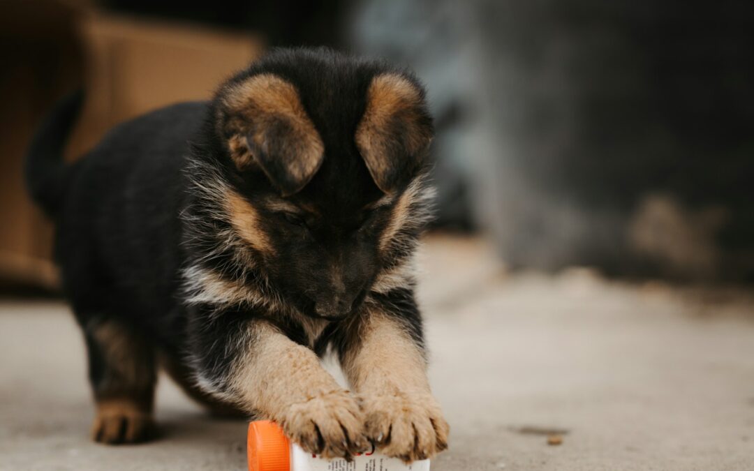 Local Dog Trainer Guide: 7 Things to Look for When Choosing a Trainer in the DMV