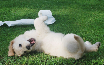 Puppy Obedience Training in Northern Virginia: When to Start and What to Expect