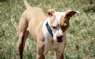 Reactive Dog Behavior in Northern Virginia: Why Walks and Visitors Trigger Reactions