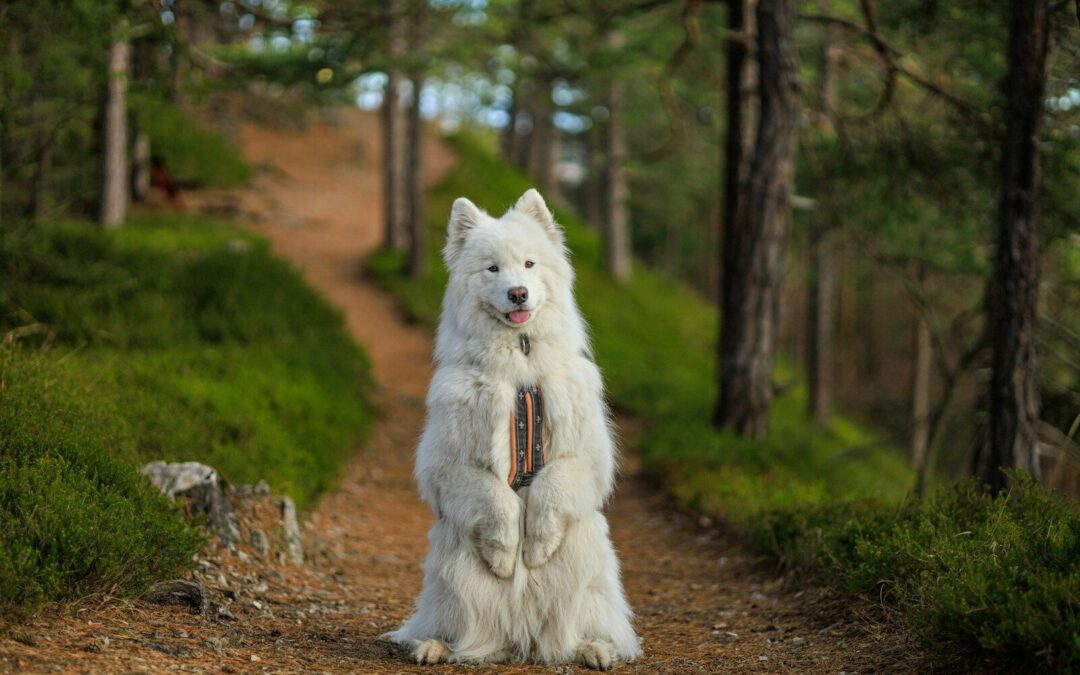 What Are Dog Training Pads?