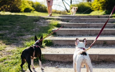 Obedience Training for Dogs in Washington, DC: An Owner’s Guide to Structure, Calm, and Control