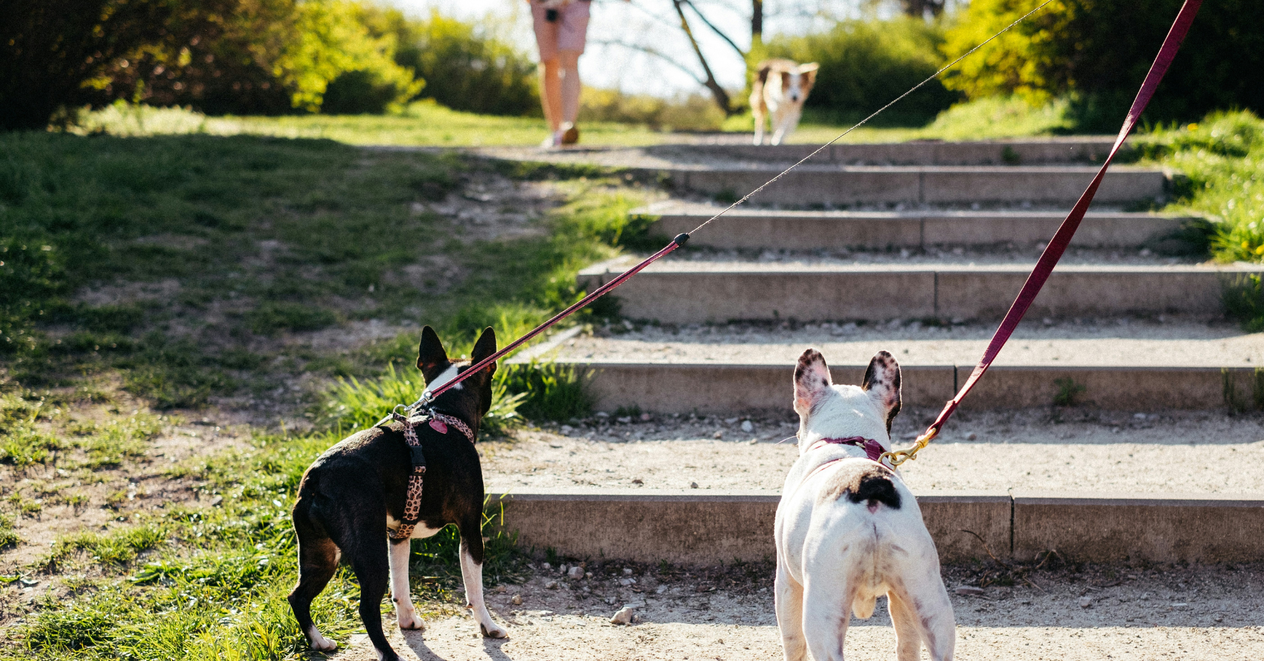 Photo by freestocks on Unsplash obedience training for dogs