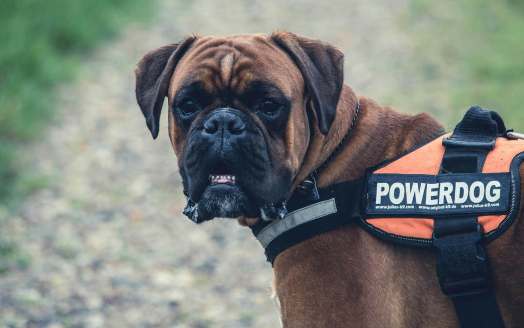 Obedience Training for Dogs in Alexandria, Virginia: A Step-by-Step Guide for Reliable Behavior