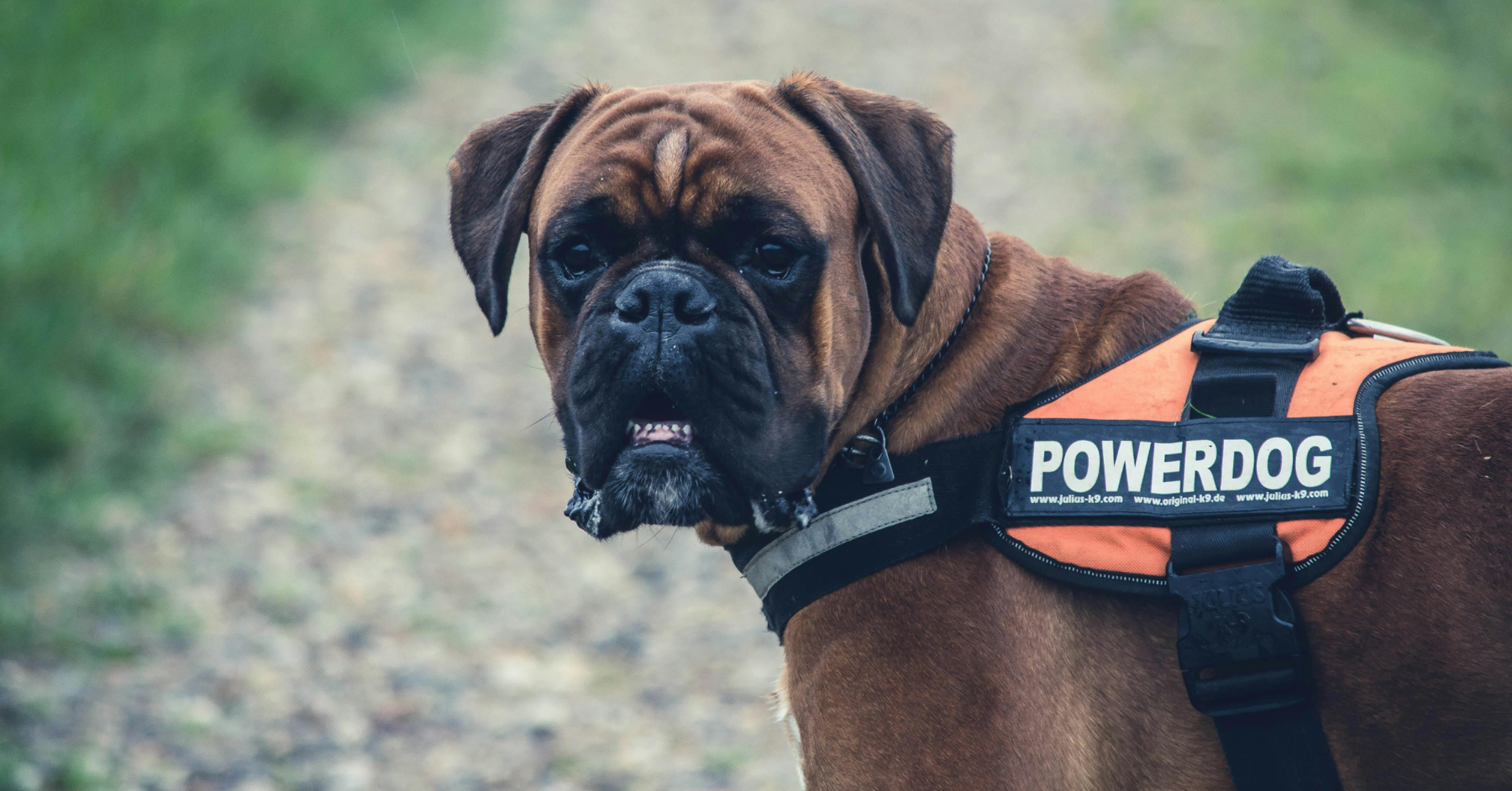 obedience training for dogs obedience training for dogs