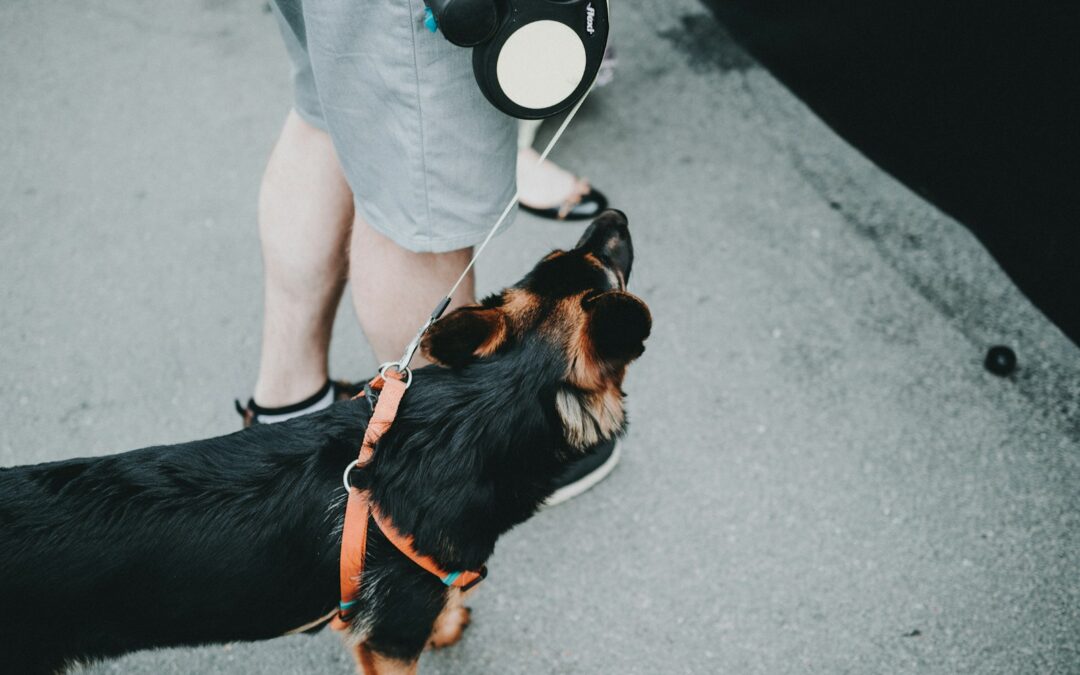 Five Inexpensive Ways to Keep Your Home Sparkling When You Have a Dog