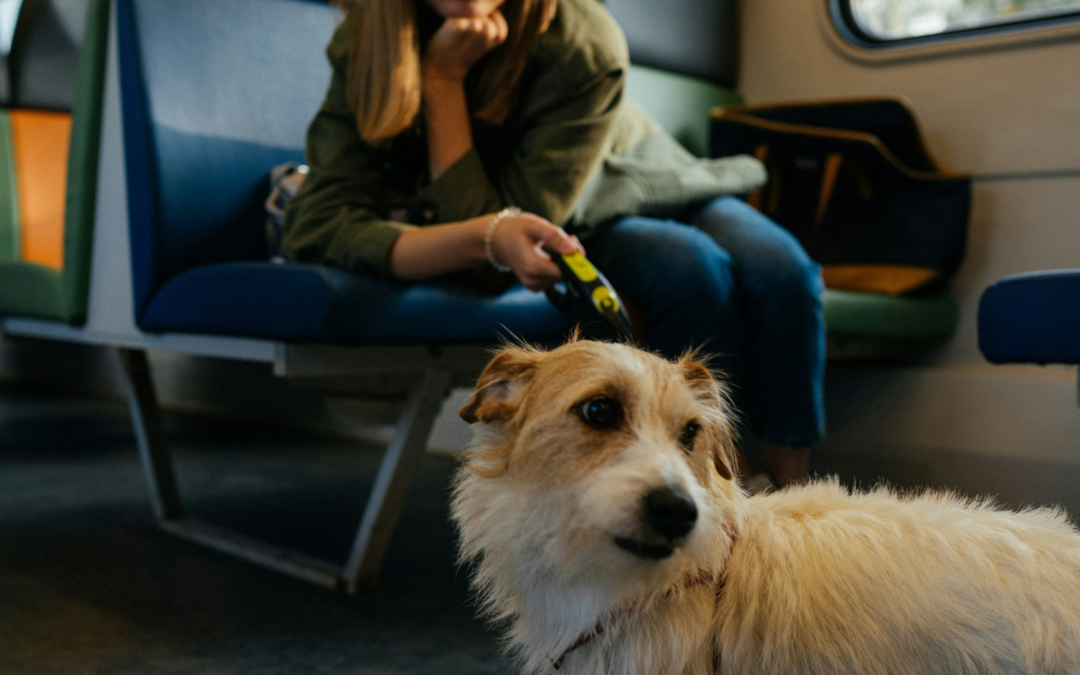 Reactive Dog Training in Northern Virginia: How to Build Calm and Control