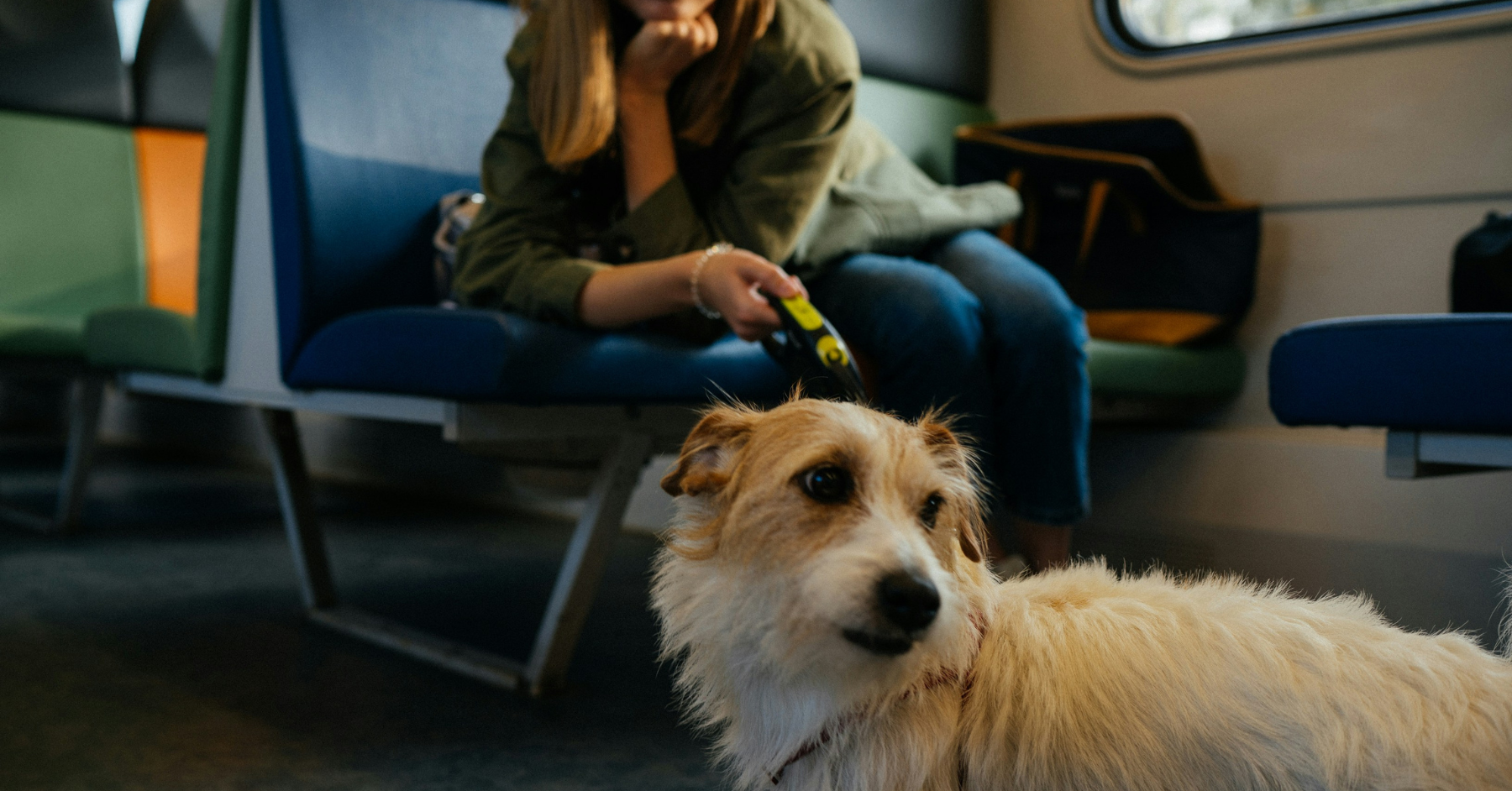 Photo by Egor Gordeev on Unsplash reactive dog training