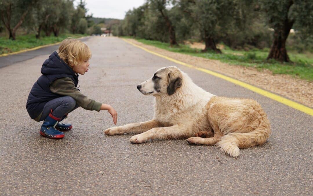 Why Does My Dog Stare At Me?