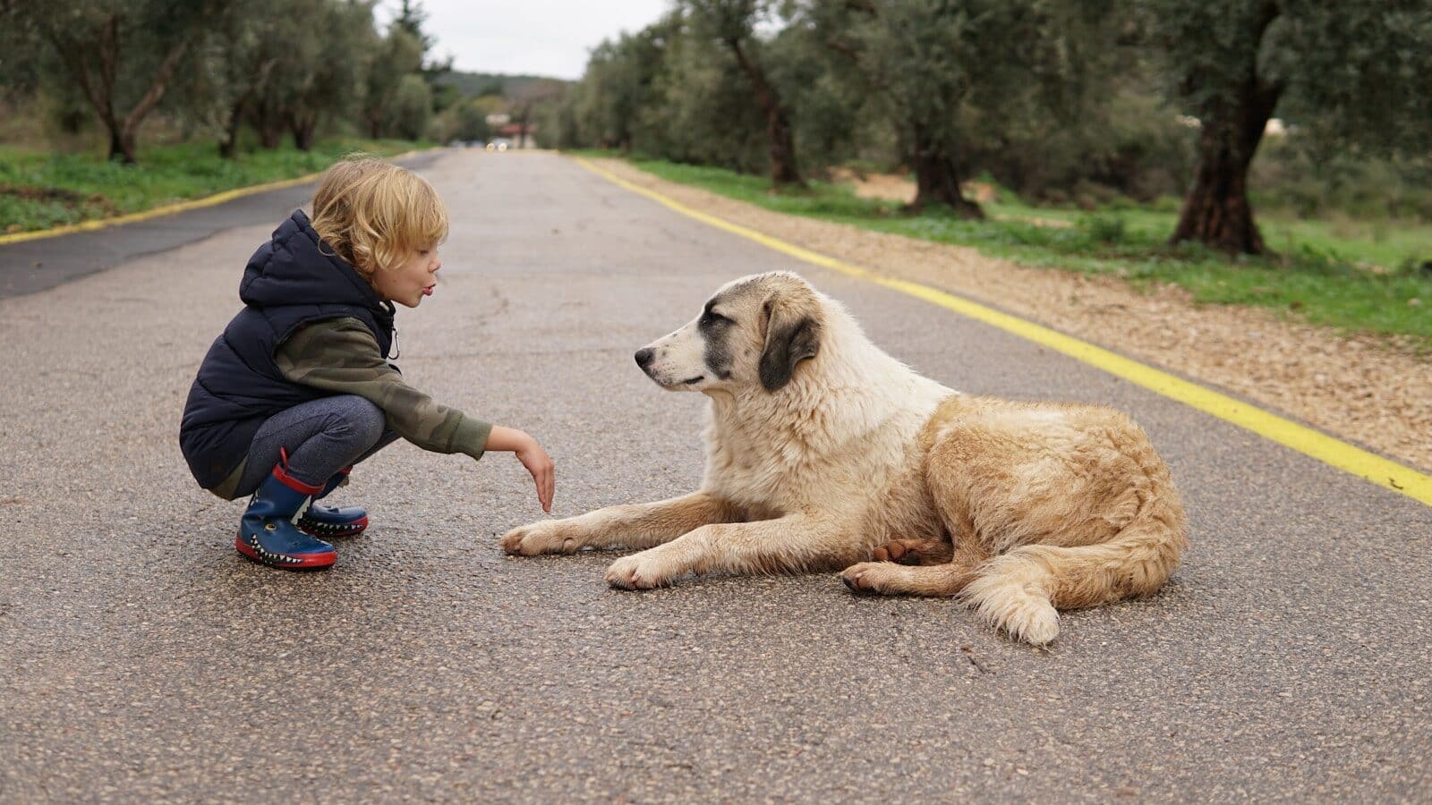 Photo by Chen Mizrach child crouching in front of lying dog on road during daytime